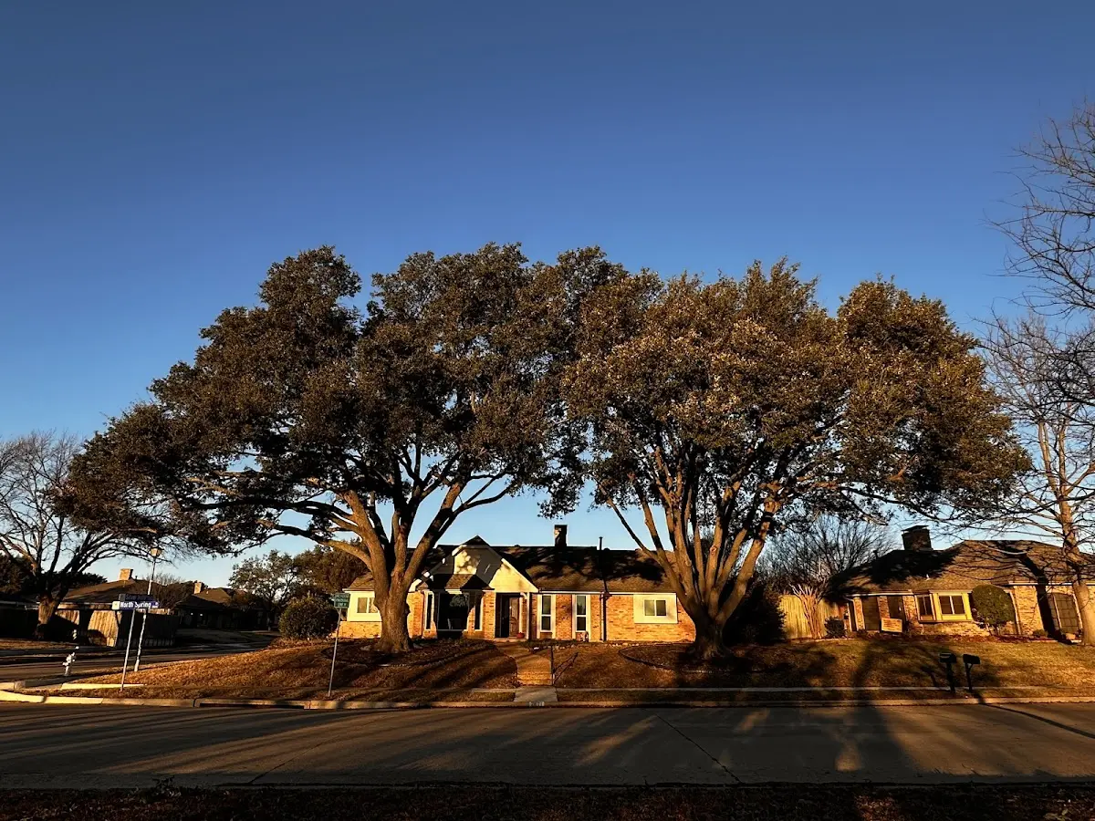 Established residential canopy tree shading a home in Crystal Spring